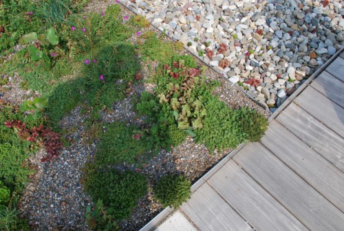 Green_Roofs_Deck_Construction_NYC_0088(1)